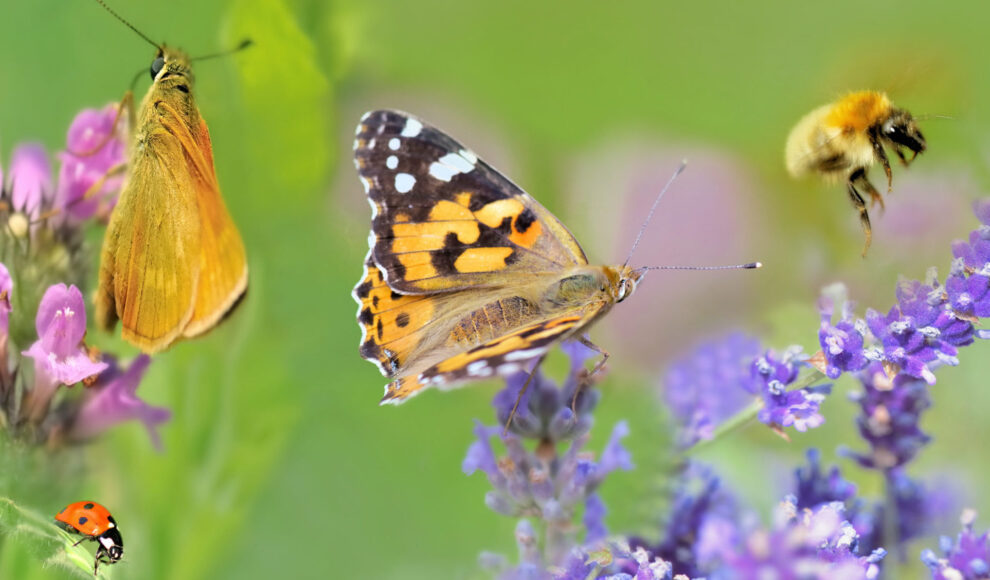 biodiversität