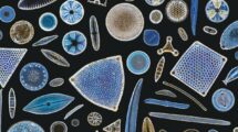 Focus_stacked,_inverted_image_of_Diatoms_on_a_microscope_slide._Diatoms_are_single-celled_algae_which_produce_approximately_25%_of_the_oxygen_we_breathe_as_well_as_being_responsible_for_approximately_20%_of_global_carbon_fixation_through_photosynthesis._This_circular_composition_is_0.9_mm_across._Image_is_x67_magnification_when_printed_at_10_cm_across.