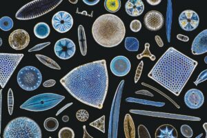 Focus_stacked,_inverted_image_of_Diatoms_on_a_microscope_slide._Diatoms_are_single-celled_algae_which_produce_approximately_25%_of_the_oxygen_we_breathe_as_well_as_being_responsible_for_approximately_20%_of_global_carbon_fixation_through_photosynthesis._This_circular_composition_is_0.9_mm_across._Image_is_x67_magnification_when_printed_at_10_cm_across.