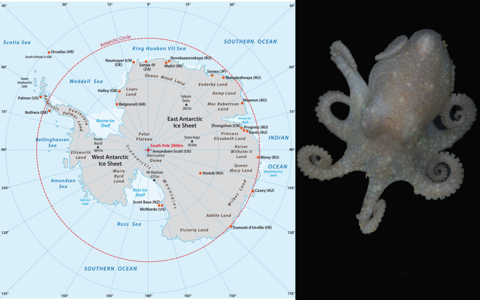 Antarctic ice loss reflected in octopus DNA