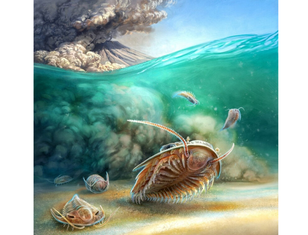 Künstlerische Darstellung des Prozesses, der einst zur Entstehung der Trilobiten-Fossilien der Tatelt-Formation im Atlasgebirge Marokkos geführt hat
