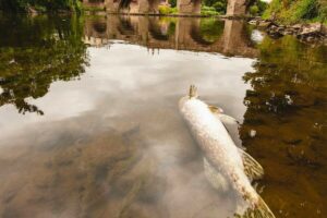 Pike_(Esox_lucius)_floating_dead_in_river_due_to_depleted_oxygen_levels_caused_by_pollution_and_extreme_heat,_River_Wye,_Hereford,_England,_UK._22nd_August_2022.