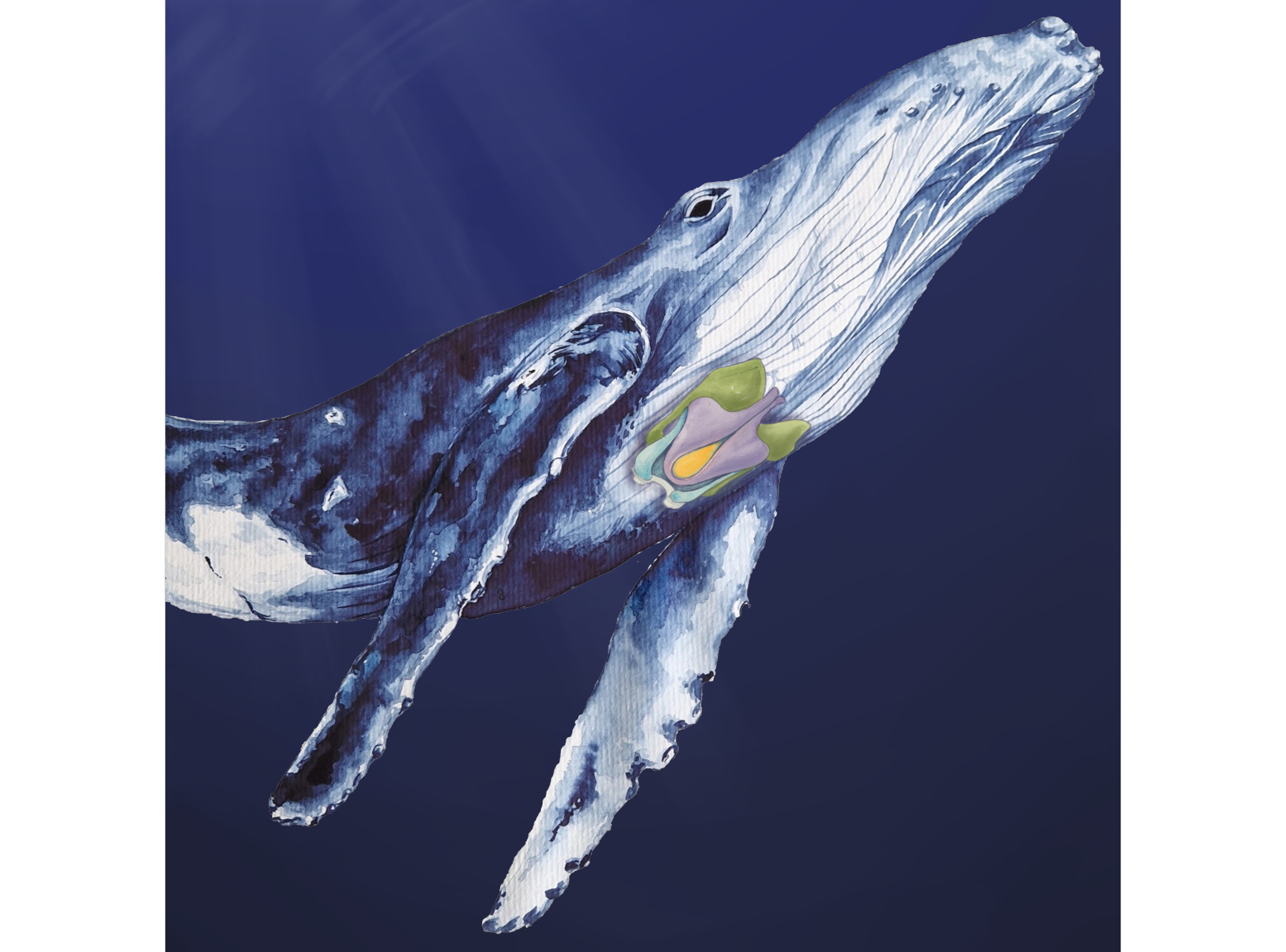 #Wie der „Gesangs-Apparat“ der Bartenwale funktioniert