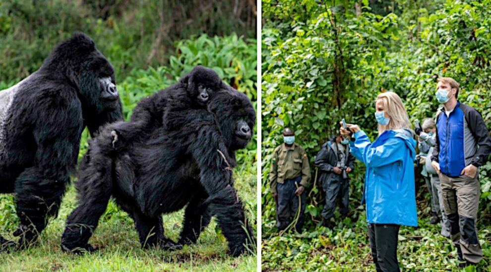 Better gorilla health through corona measures