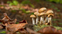 Stockschwämmchen im Wald