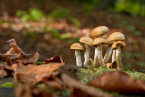 Stockschwämmchen im Wald