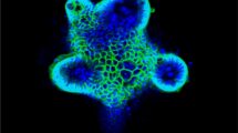 Ein Organoid, das die biologischen Eigenschaften des menschlichen Darmes hat.