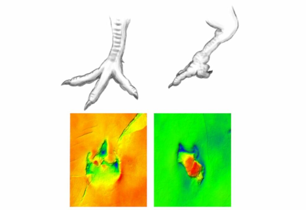 Dino footprint shows twisted toe