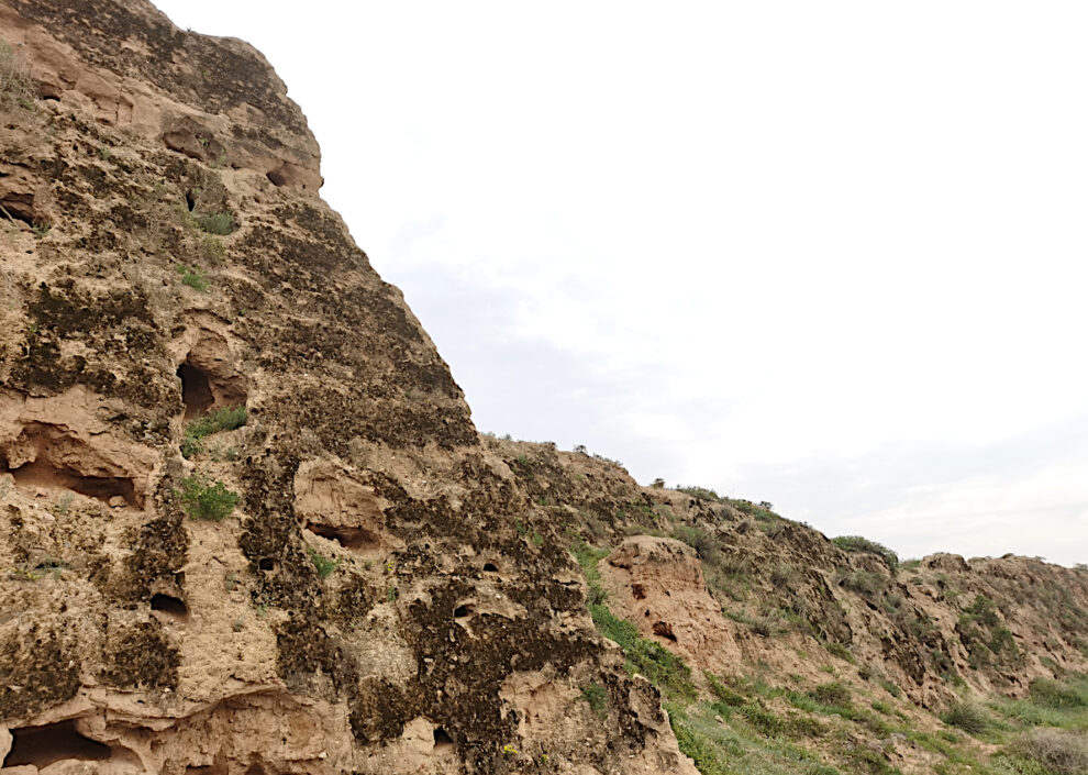 “Biocrusts” protect the Great Wall of China