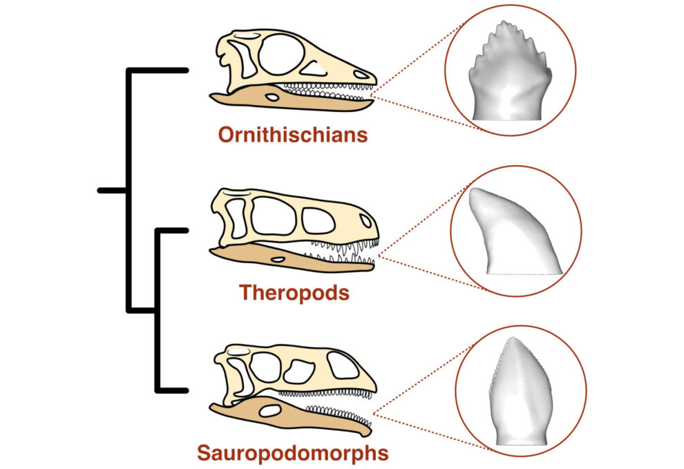 What original dinosaurs ate