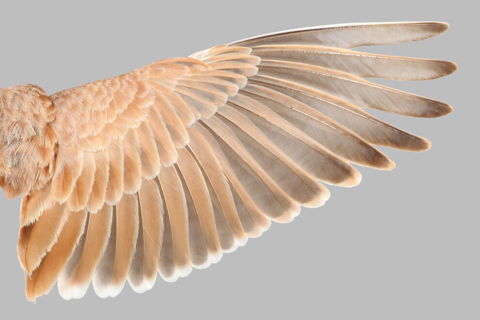 What distinguishes flight plumage