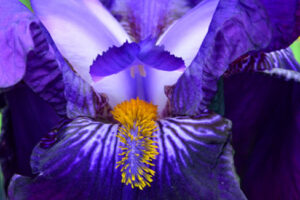 Nahaufnahme der Blüte einer blauen Schwertlilie