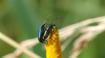 Käfer bei der Paarung auf der Blütenknospe einer Schwertlilie