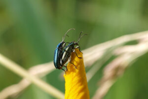 Käfer bei der Paarung auf der Blütenknospe einer Schwertlilie