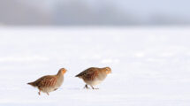 Zwei Rebhühner im Schnee