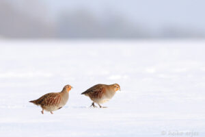 Zwei Rebhühner im Schnee