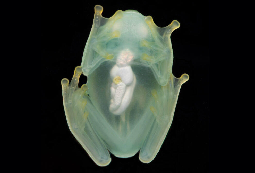 Secret of the glass frogs revealed