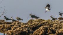 Lapwing_(Vanellus_vanellus)_perched_on_a_rock