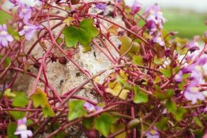 Ivy-leaved_Toadflax_(Cymbalaria_muralis)