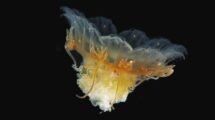 HR_Jellyfish-Scyphozoan-Cyanea-capillata_JoanSotoAngel.jpg