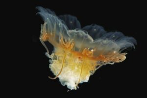 HR_Jellyfish-Scyphozoan-Cyanea-capillata_JoanSotoAngel.jpg