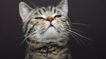 tabby_cat_lifting_head_sniffing_a_scent_in_the_air,_studio_shot_on_brown_background_with_copy_space