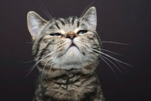 tabby_cat_lifting_head_sniffing_a_scent_in_the_air,_studio_shot_on_brown_background_with_copy_space