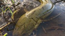 African_Lungfish_(Protopterus_annectens)_in_wetland,_Gorongosa_National_Park,_Mozambique