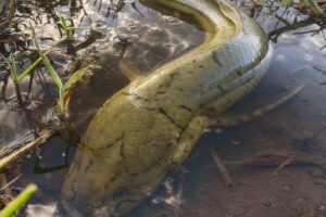 African_Lungfish_(Protopterus_annectens)_in_wetland,_Gorongosa_National_Park,_Mozambique