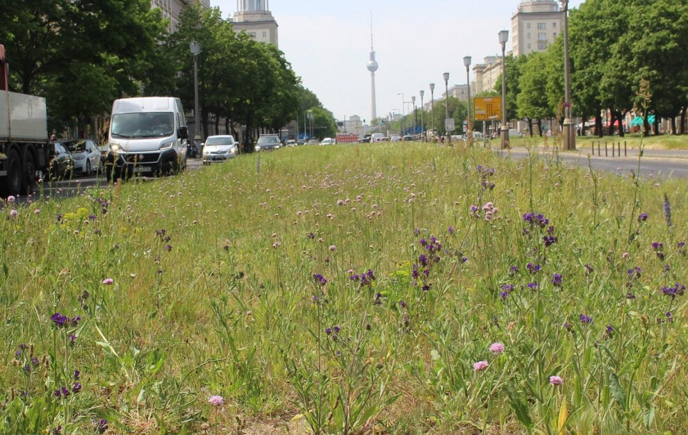 Insect diversity on the median strip