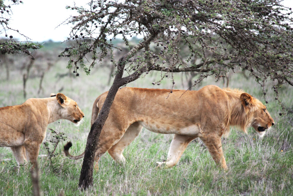 Invasive ants influence the hunting success of lions
