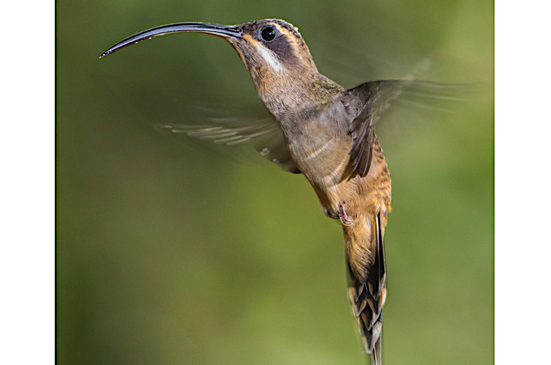 #Kolibris: Flugleistung dank Gen-Verlust