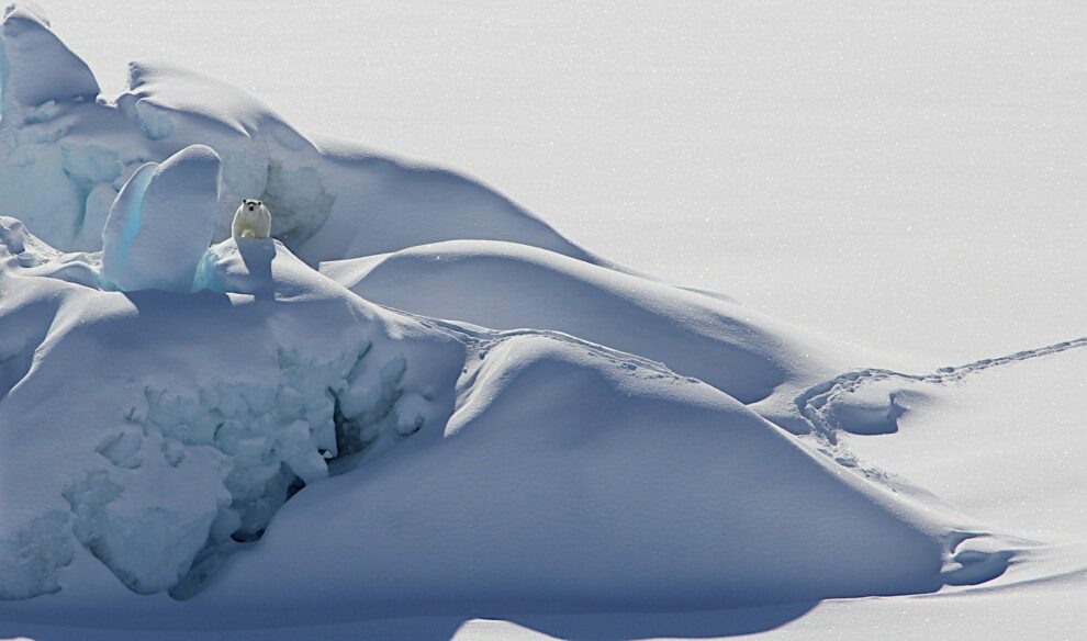 Threatened “sea ice refuge”