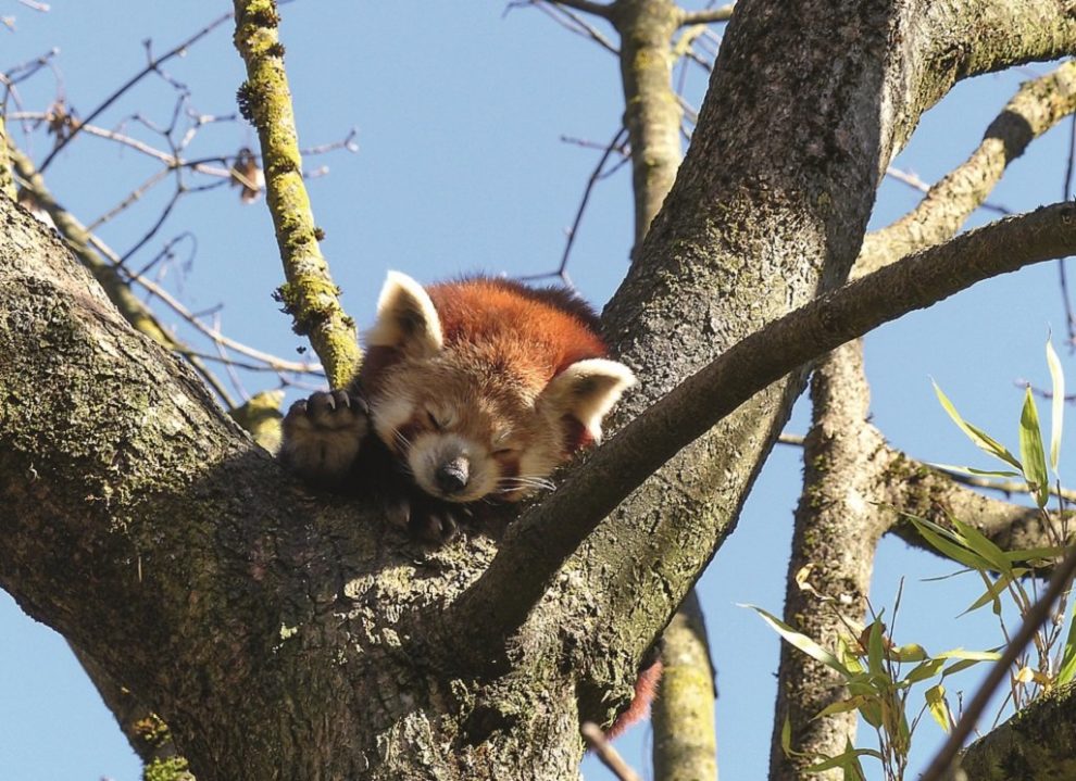 Schlafender Katzenbär