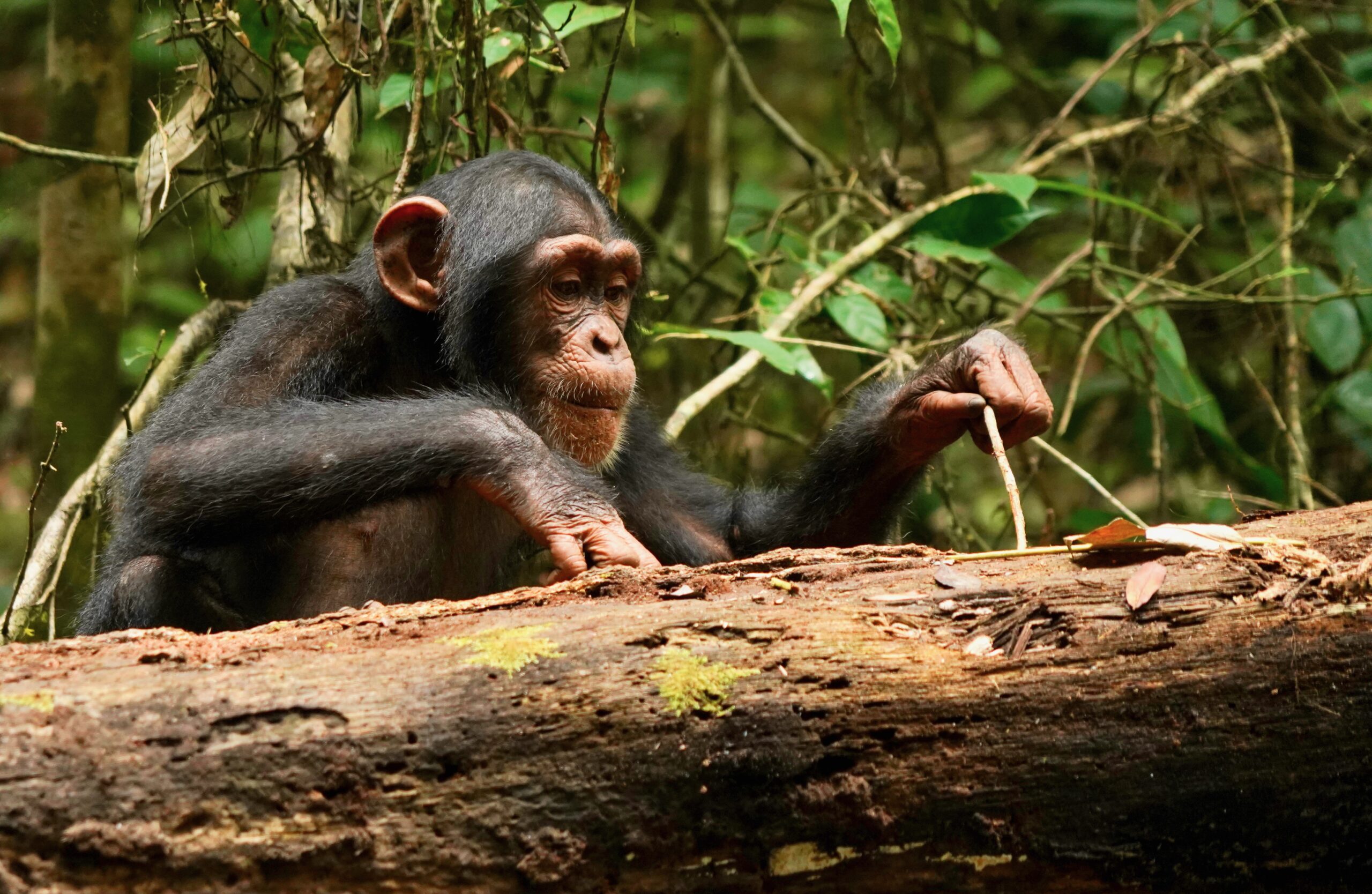 #Schimpansen lernen ein Leben lang
