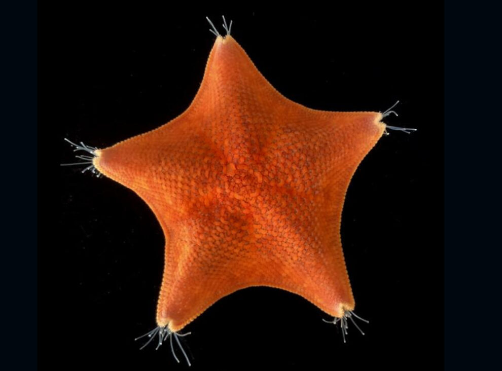 Where is the head located in starfish?