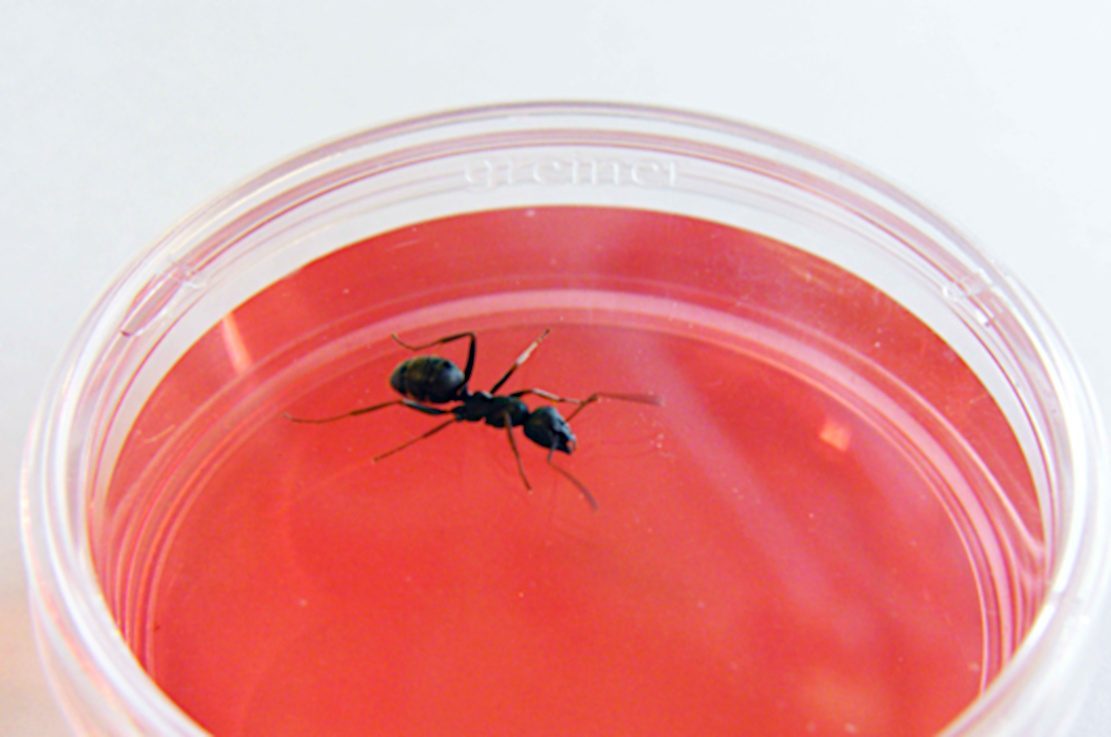 #Ameisen können Krebs „erschnüffeln“