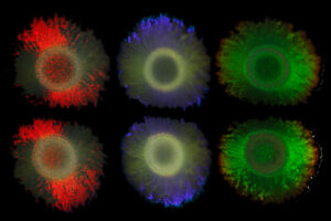 Das Meeresbakterium Marinobacter alginolytica schimmert durch Lichtbrechung in verschiedenen Farben.