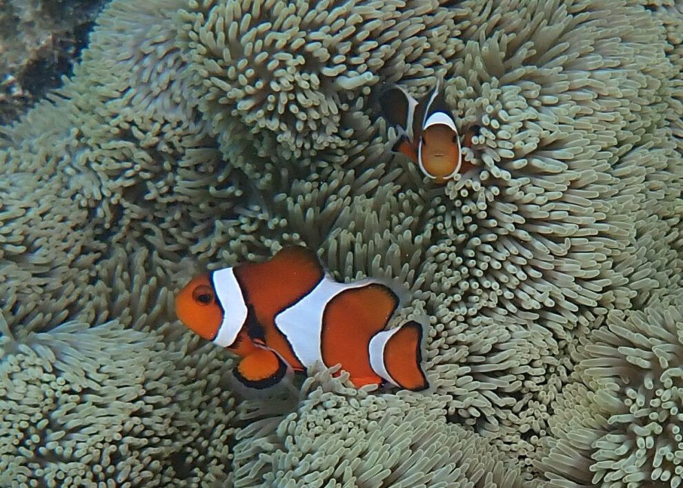 Do clownfish count stripes?