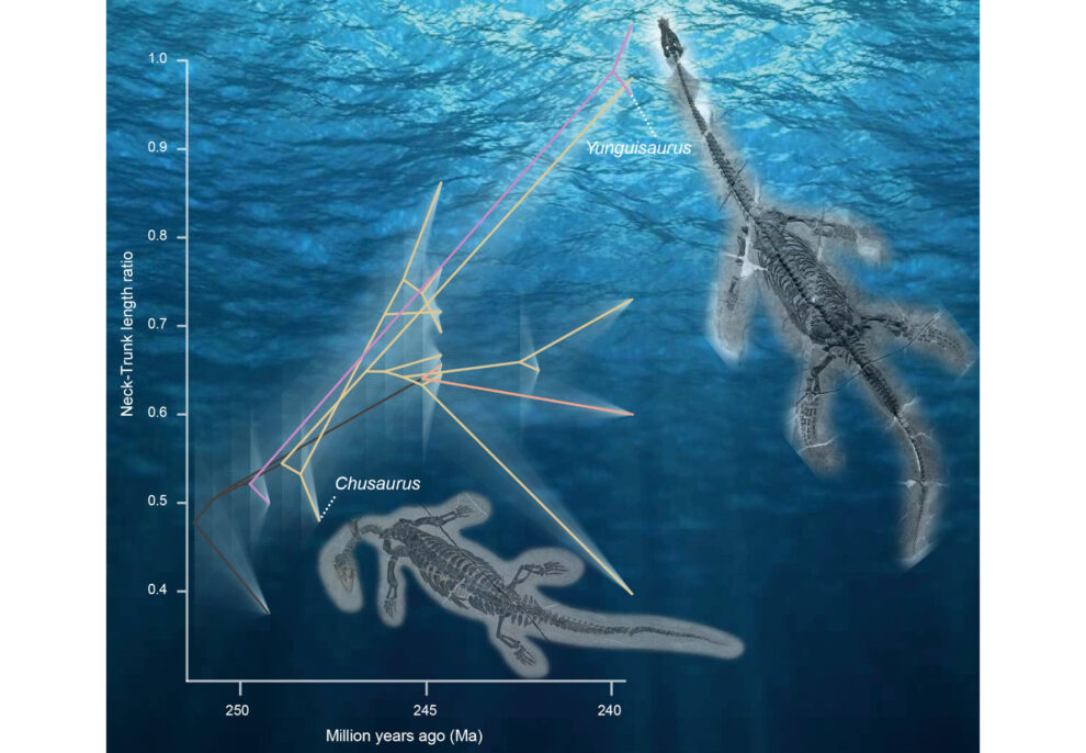 Pinniped lizards quickly became long-necked