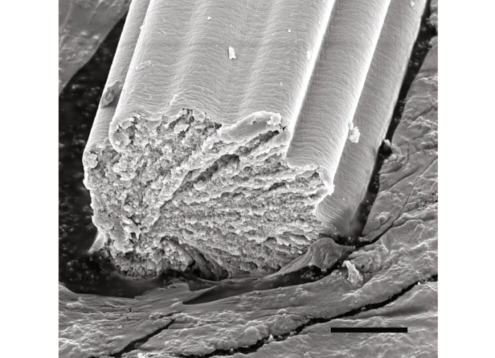 Artificial spider silk thanks to shell glue