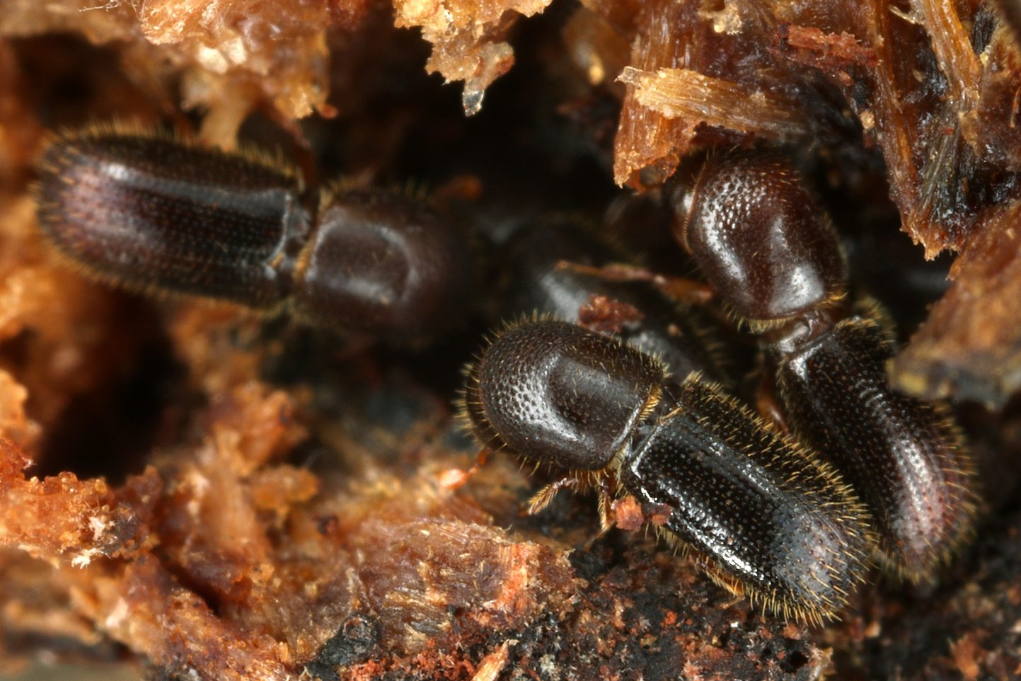 #Ambrosiakäfer züchten eigene Nahrungspilze