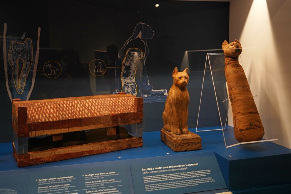 Around 13,000 years old: The close bond between cats and humans