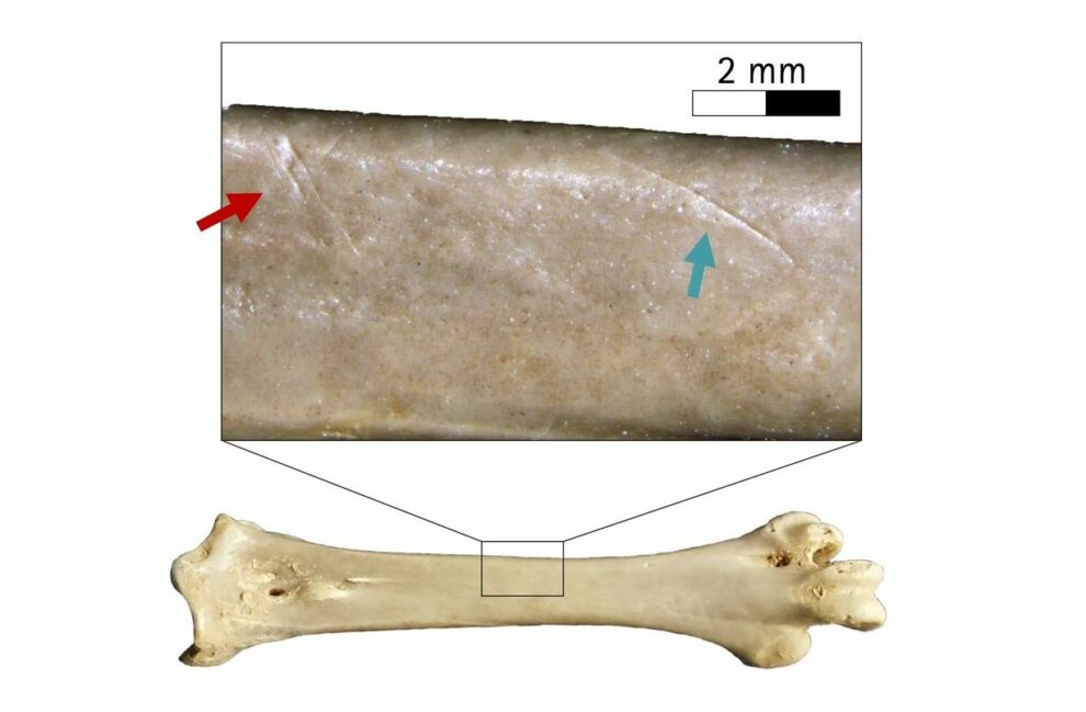 Neanderthals: Poultry on the menu