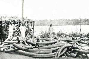 Tippoo_Tib's_Ivory_Store_at_Stanley_Falls,_Lualaba_River,_c.,_Photograph_of_Tippoo_Tib's_Ivory_Store_at_Stanley_Falls_on_the_Lualaba_River,_c.1887._Stanley_Falls_are_now_known_as_the_Boyoma_Falls_and_are_in_the_Democratic_Republic_of_the_Congo._Tippoo_Tib_(1837-1905),_whose_real_name_was_Hamid_ibn_Mohammed,_was_an_African-Arab_adventurer_and_warrior,_who_controlled_a_large_section_of_Central_Africa._His_aid_to_H.M._Stanley_and_other_European_explorers_was_invaluable_in_their_exploration_and_exploitation_of_the_region.,_Illustrated_London_News._1889._page_817._By_Meisenbach.,_1889