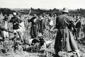 Some_of_the_Mau_Mau_adherents,_having_been_chased_from_a_maize_plantation,_are_surrounded_with_the_help_of_a_section_of_the_5th_King's_African_Rifles,_during_a_roundup_of_Mau_Mau_suspects_in_Mahiga,_Kenya_on_Dec._1,_1952._The_object_of_the_raid_was_to_capture_Mau_Mau_members_believed_to_be_lying_low_there_and_committing_crimes,_both_in_the_reserve_there_and_on_the_other_side_of_the_Aberdares_at_Thomson's_Falls._The_raid_was_undertaken_by_two_companies_of_the_5th_King's_African_Rifles,_with_elements_from_the_police,_the_Kenya_Regiment_and_with_the_employment_of_some_350_member_of_Kikuyu_resistance_groups_armed_with_spears,_pangas,_and_bows_and_arrows_and_wore_red_arm-bands._(AP_Photo)