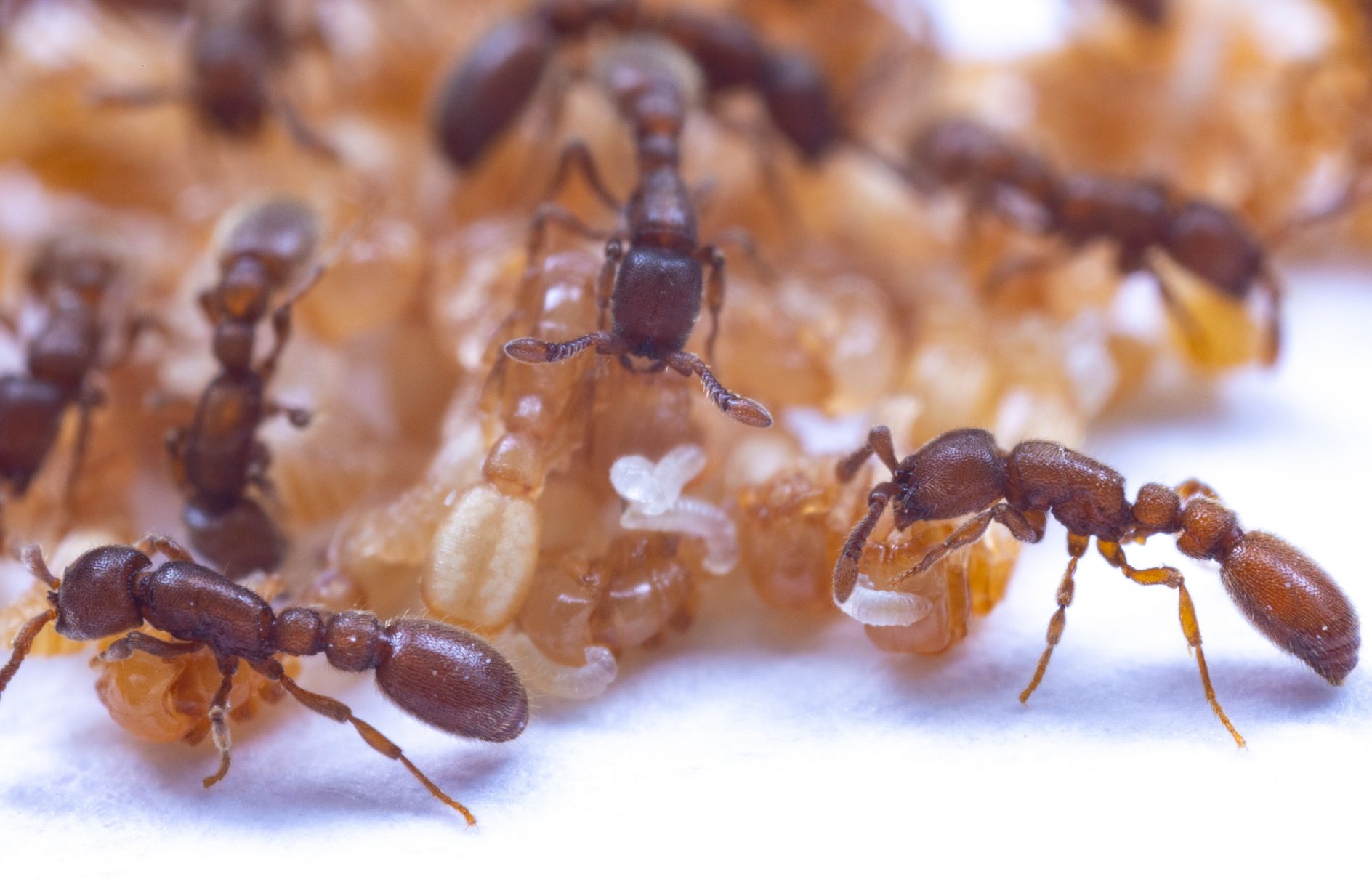 #Nährende „Milch“ bei Ameisen entdeckt