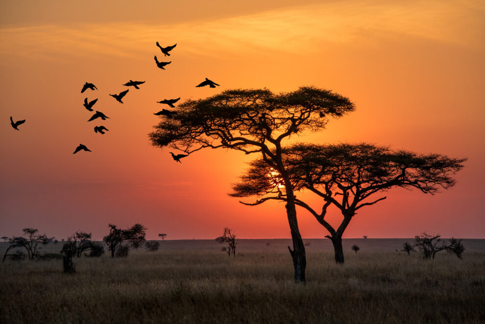 Discover Tanzania: Interesting facts about the fascinating region in East Africa