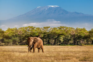 African elephant in front of Kilimanjaro