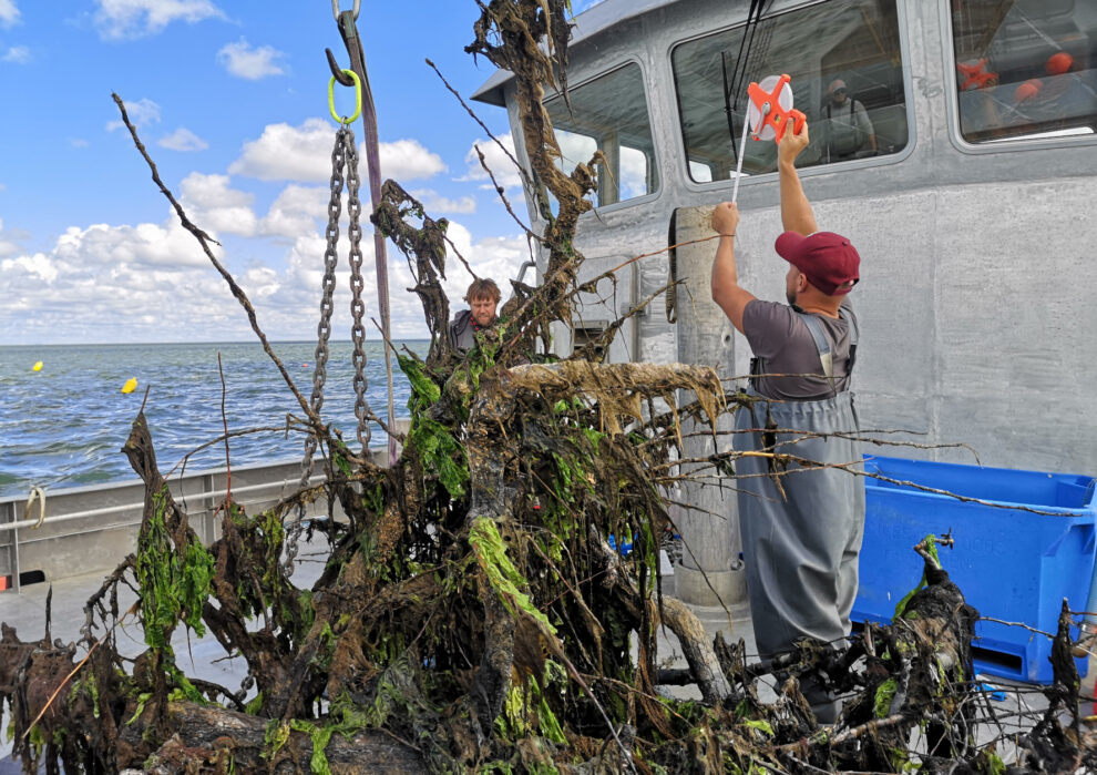 Pear trees turned into reefs